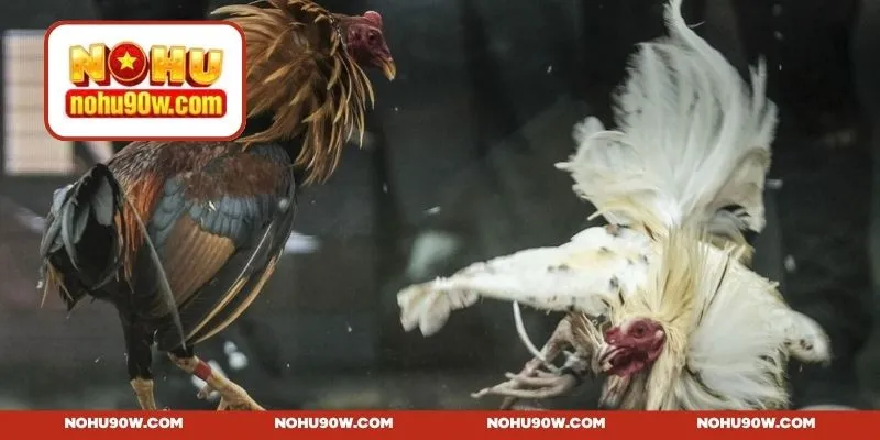 Đá gà Mỹ - Đẳng cấp với sức mạnh và tốc độ vượt trội