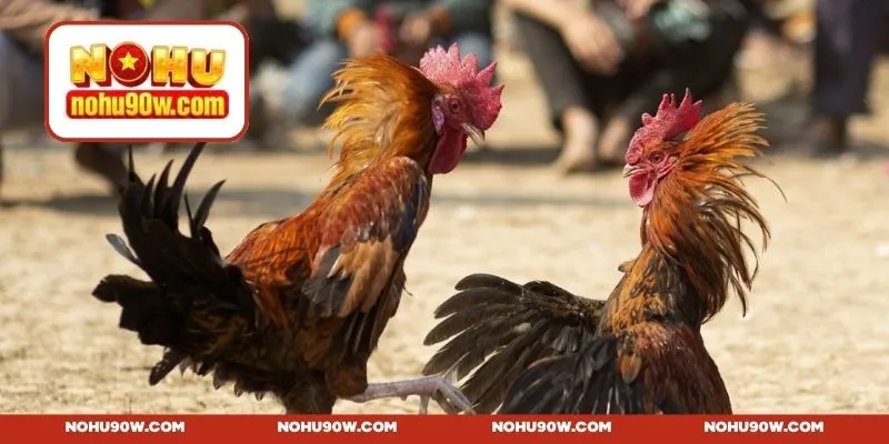 Thông tin về quy tắc tham gia đá gà Mỹ trực tiếp