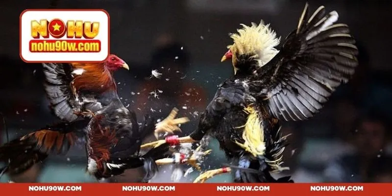 Ưu điểm nổi bật của trang web MCW đá gà 